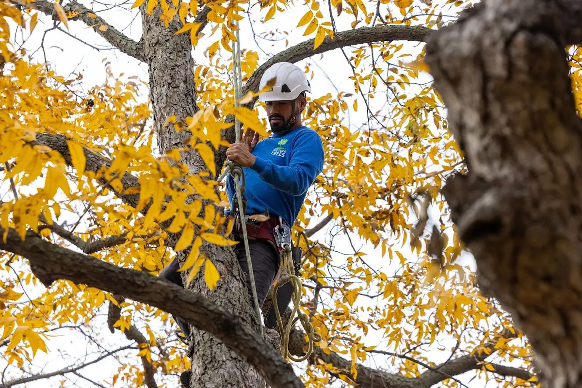 Skilled Tree Transplanting crew working in Rockville